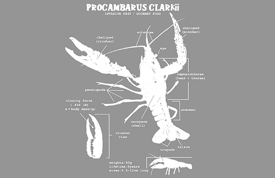 大龙虾PROCAMBARUS CLARKII热转印图形