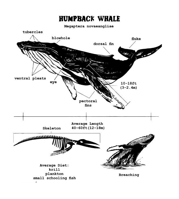 鲸鱼HUMPBACK WHALE服饰印花