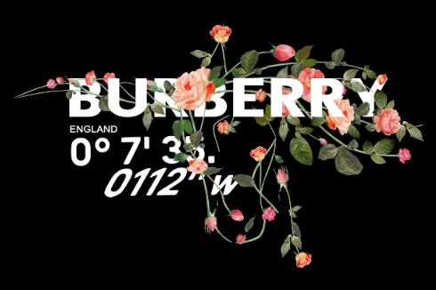 burberry 花朵植物
